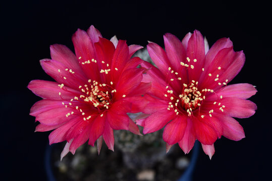 Blooming red flower of Lobivia cactus on black background