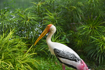 Bird Painted stork stands against the background of a lake and grass
