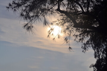 Landscape with sunset, the sun shines through the casuarina branches