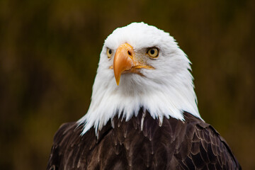 Condor Park. Bald eagle or American eagle along with other eagles such as the black-breasted eagle.