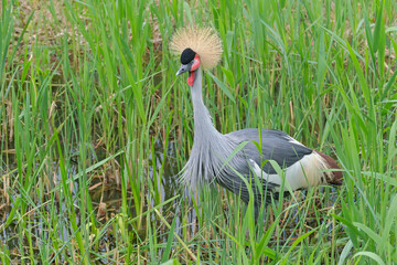 Grauer Kronenkranich ( Balearica regulorum ).