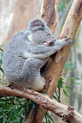 Koala ( Phascolarctos cinereus ).