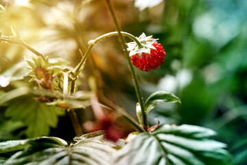 Small red wild strawberry, Fragaria vesca, on stem with leaves in foreground and background, selective focus