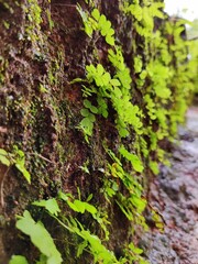 Earth wall with leaves blur background