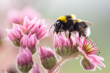 Hummel auf Sempervivum