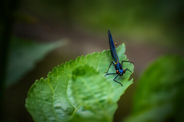 une sorte de libellule - a kind of dragonfly