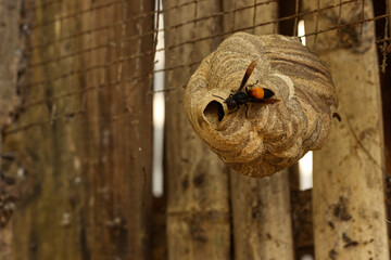 Vespa affinis or Lesser banded hornet hive. - obrazy, fototapety, plakaty