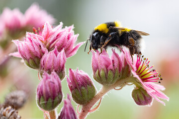 Hummel auf Sempervivum