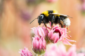 Hummel auf Sempervivum