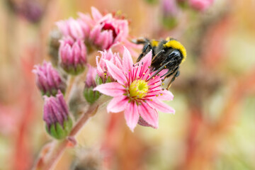 Hummel auf Sempervivum