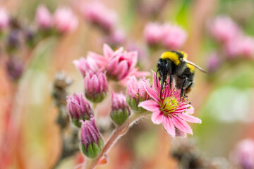 Hummel auf Sempervivum