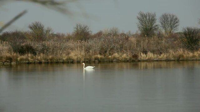 Swan in the Nature reserve of Valle canal Novo, Italy