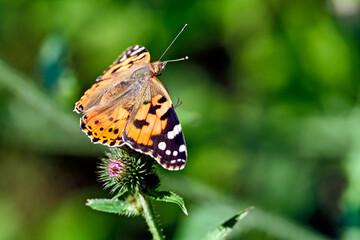 Distelfalter ( Vanessa cardui ) auf dem Blütenstand einer Eselsdistel ( Onopordum acanthium ).