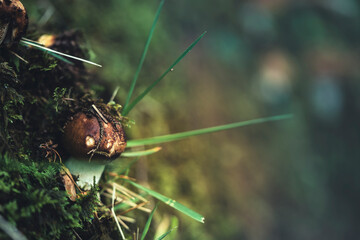 Mushroom