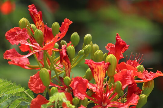 flamboyant