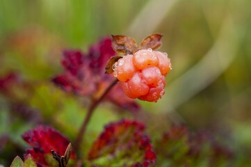 cloudberry
