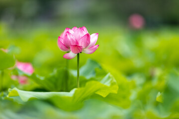 Obraz premium 蓮池に咲く蓮のピンクの花と緑色の大きな葉