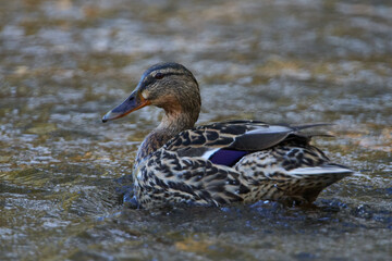 Stockente im Frühjahr in der Spree	