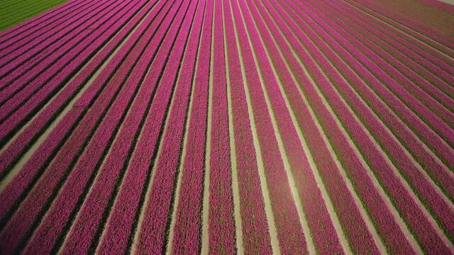 Tulips in pink growing in a field with wind turbines on a levee during a spring day. Drone point of view from above.