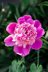 A large pink peony flower in the garden on a green grass background. Botany. A romantic mood.