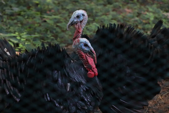 turkey bird