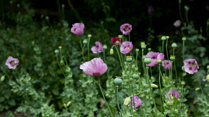 Pink and purple opium poppies Papaver somniferum in flower in a garden in summer, United Kingdom