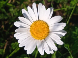 Obraz premium daisy flower