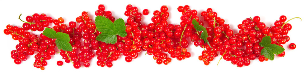 Red Currants Panorama with Leaves isolated on white Background