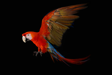 Flying Macaw Parrot isolated on black © ValentinValkov