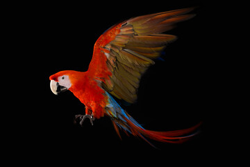 Flying Macaw Parrot isolated on black