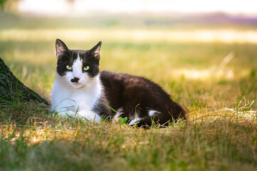 Obraz premium Domestic black-white cat resting on the street under a tree in the rays of the sun. Looking into the camera. Selective focus