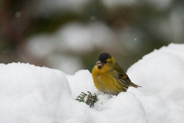 Erlenzeisig an der Futterstelle	