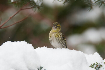 Weiblicher Erlenzeisig im Winter	