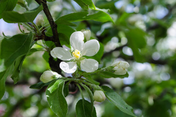 Naklejka na ściany i meble Colorful blooming of the apple tree
