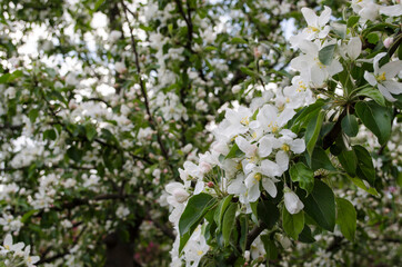 Colorful blooming of the apple tree