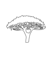Acacia umbrella tree one line art. Continuous line drawing of plants, flora, deciduous tree, crown, african trees, baobab, acacia umbrella, savanna.