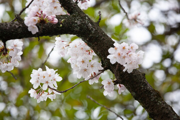 ソメイヨシノ　桜