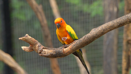 birds in the wild sit