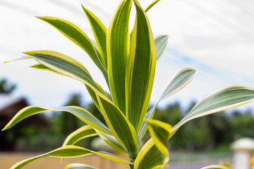 Singing from India (Dracaena reflexa) is an ornamental plant of a type of suji plant originating from the Indian Ocean (Mozambique, Madagascar, and Mauritius)