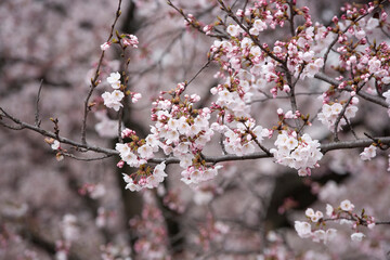 ソメイヨシノ　桜