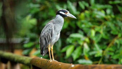 birds in the wild sit