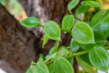 Dutch betel flower aureum, with a shiny green color, is very beautiful and enchanting