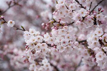 ソメイヨシノ　桜