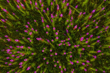 Flowering narrow-leaved Cypress