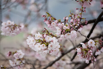ソメイヨシノ　桜