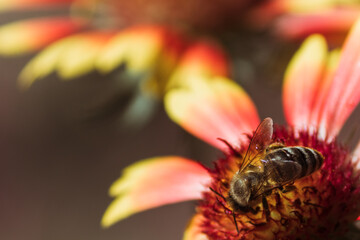A small bee collects pollen while sitting on an echinacea flower on a warm day.