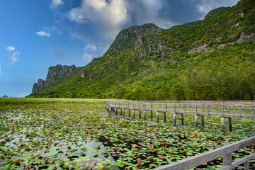 Sam Roi Yot Freshwater Marsh, Walk over the marsh, Bueng Bua Wood Boardwalk in Sam Roi Yot national park in Prachuap Khiri Khan, Thailand