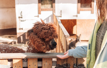 The girl feeds the llama from her hand. The mammal is in the pen on the family farm, a red fluffy...