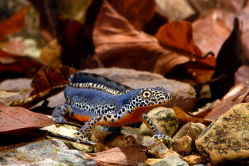 Bergmolch - Männchen // Alpine newt - male (Ichthyosaura alpestris)