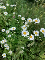 Fototapeta premium field of daisies